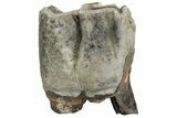 Fossil Woolly Rhino (Coelodonta) Tooth - Siberia #225604-2